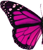 wing butterfly - một nửa cánh bướm